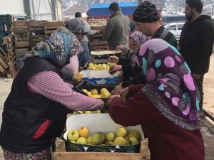 Irak’a 40 Ton Elma İhraç Edildi