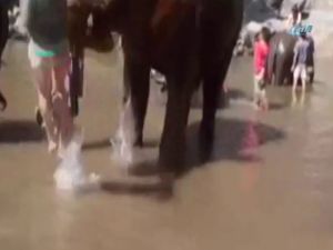 Fil Turist Kadını Böyle Fırlattı