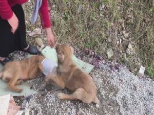 Kafası Yoğurt Kabına Sıkışan Yavru Köpeği Böyle Kurtardılar