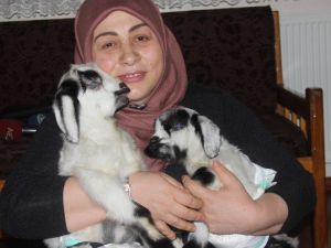 Yavru Kuzuları Evinde Besliyor