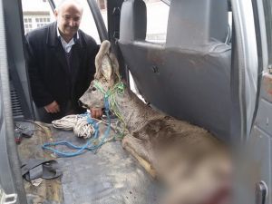 Köpeklerin Saldırısına Uğrayan Karaca Tedavi Altına Alındı