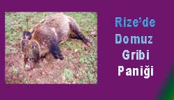 Rize'de Domuz gribi vakası