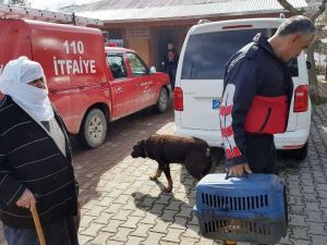 Yaşlı Kadının Hayvan Sevgisi