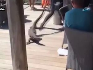 Dev Kertenkeleyi Köpek Sanınca...