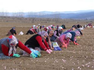 ’Beyaz Altın’ın Ekimi Başladı