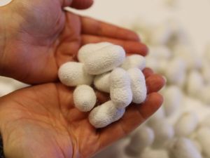 Kozadan Yara Bandı Üretildi