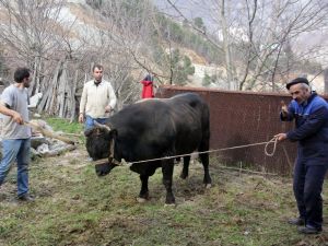 Artvin’de Boğalar, Güreşe Nallanarak Hazırlanıyor