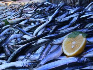 Balıkçılar Bu Sezon Hamsiden Umutlu