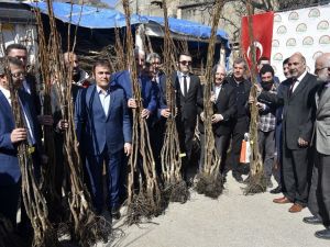 Gümüşhane’de 50 Bin Ceviz Fidanının Dağıtımına Başlandı