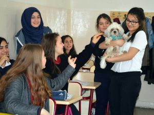 Dersi Hayvanlarla Birlikte İşliyorlar