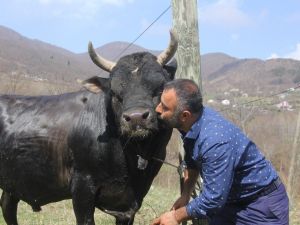 Boğasıyla Arasındaki Bağı Görenler Şaşkınlıklarını Gizleyemiyor