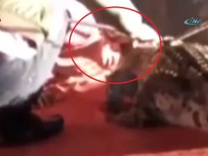 Timsah Göstericinin Kafasını Böyle Kaptı