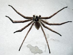 Örümcek Zehri Felç Tedavisinde Umut Olabilir