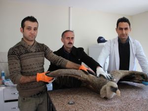 Artvin’de Baraj Gölü Kenarında Bulunan Yaralı Kızıl Akbaba Tedavi Altına Alındı