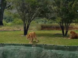 Safari Turunda Korku Dolu Dakikalar