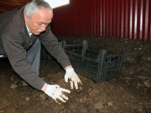 120 Bin Solucanla Başladı Bugün 15 Milyon Solucanı İle Organik Gübre Üretiyor