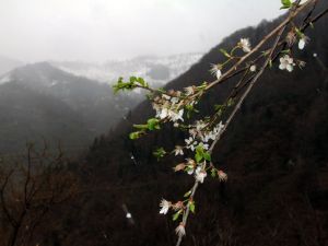 Giresun’da Kış Ve Bahar Bir Arada