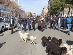 Ünlü Türkücü Çoban Oldu, Koyunlarla Şehri Gezdi