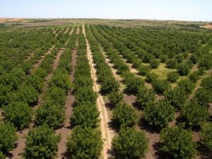 Artvin’de Bir Yılda 3 Milyon 36 Bin Adet Fidan Toprakla Buluştu