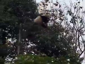 Sevimli Panda Korkuttu