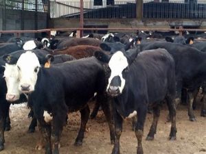 Yerli Sığır Fiyatı Yüzde 26,3 Arttı
