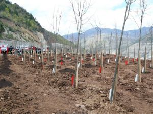 Artvin’de "15 Temmuz Şehitleri Hatıra Ormanı" Kuruldu