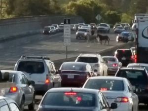 Yol 1 Saat Kapalı Kaldı
