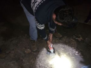 Bu Da Tavuk Kurtarma Operasyonu
