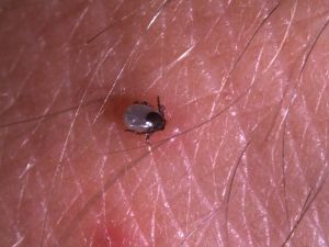 Kene Isırığında Yapılması Ve Yapılmaması Gerekenler