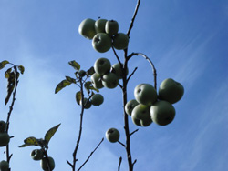 Elma Ağacı "Meyve" Verdi‏