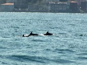 İstanbul Boğazı’na Yunus Akını
