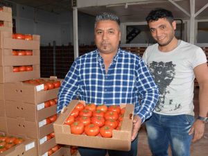 Domates Üreticinin Yüzünü Güldürdü