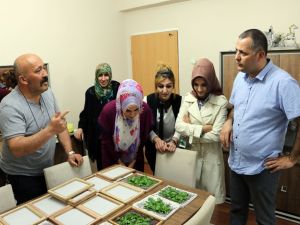 Evlerinde İpek Böceği Yetiştirerek 6 Bin Lira Kazanacaklar
