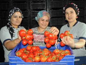 Domates Doları Da Euroyu Da Solladı