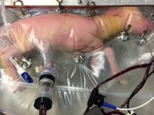 Kuzuyu Yapay Rahimde Büyüttüler