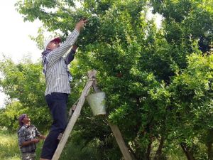 Kilosu 400 Tl’den 7 Tl’ye Düştü