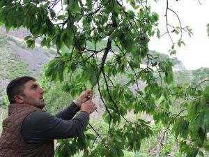 Artvin’de Kiraz Hasadı Başladı