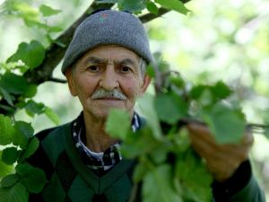 Giresun’da Dün Gece Etkili Olan Fırtına Fındık Bahçelerine Zarar Verdi