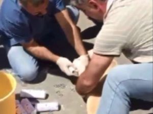 Artvin’de Yaralı Köpek Devlet Hastanesi’nde Tedavi Edildi