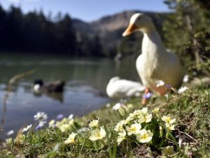 Limni Gölü’nde Turizm Sezonu Hızlı Başladı