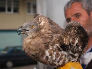 Yaralı Şahine Sahip Çıktı