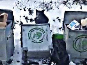 Aç Kalan Ayılar Konteynerlerde Yiyecek Aradı