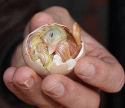 Rizeli Buzdolabından Civciv Çıkardı !