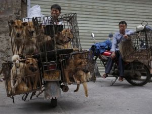 Köpek Katliamına Geçici Yasak