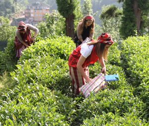 CHP Rize: Yaş Çayda Özel Sektörün Mağdur Ettiği Üreticinin Uğradığı Zararlar Karşılanmalı