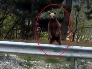 Ilgaz Dağı’nda Yavru Ayı Vatandaş Kamerasına Yakalandı