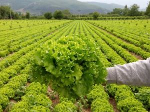 Çarşı-pazarda 2 Lira, Tarlada 30 Kuruşa Alan Yok