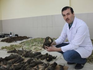 Doku, Organ Ve Hücre Hasarlarını Onardığı Tespit Edildi