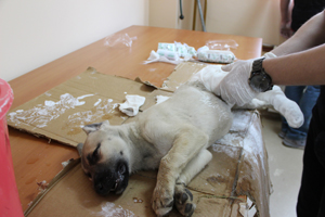 Rize'de Yaralı Köpeğe Pazar Belediyesi Sahip Çıktı