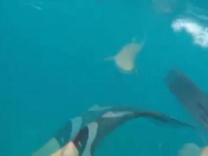 Jaws Filmi Gerçek Oldu
